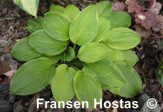 Hosta Watermark